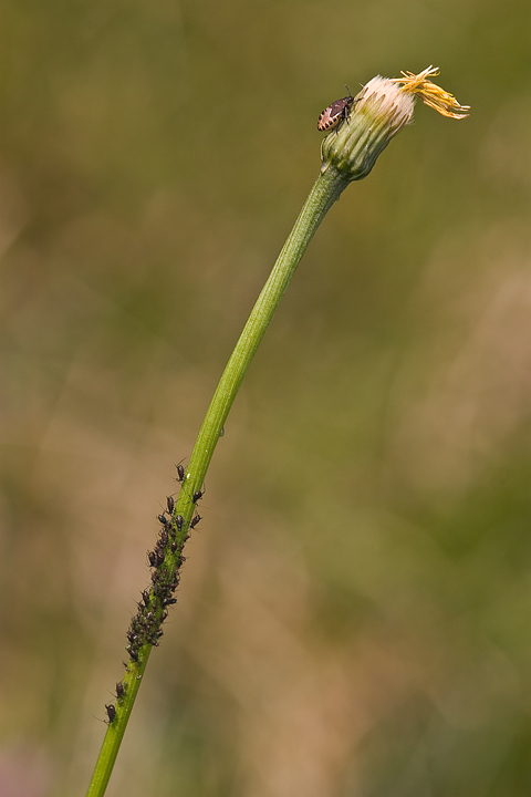 mamma in avanscoperta