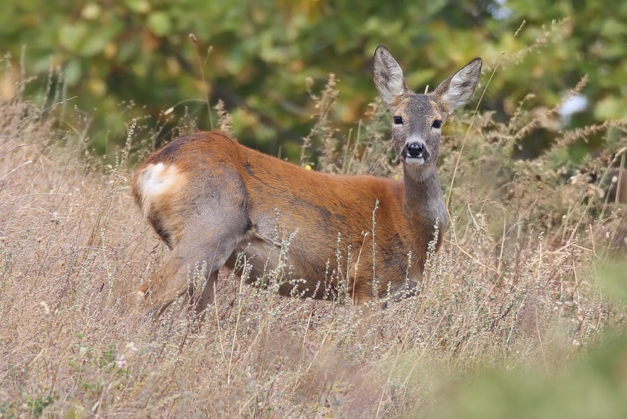 Capriolino con 600 F4
