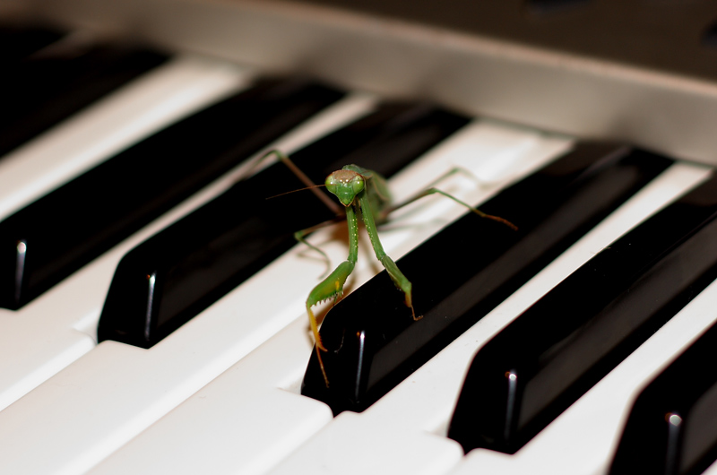 Nuovi musicisti crescono.....