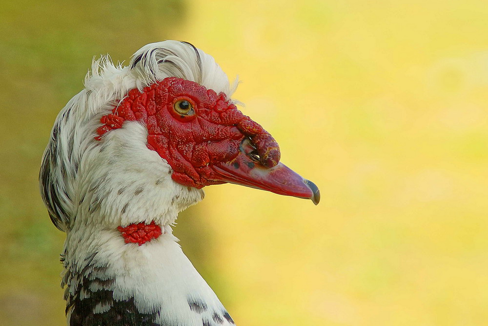 Concorso di bellezza