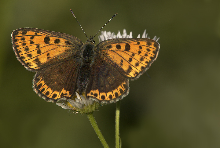 Lycaena tityrus fem.