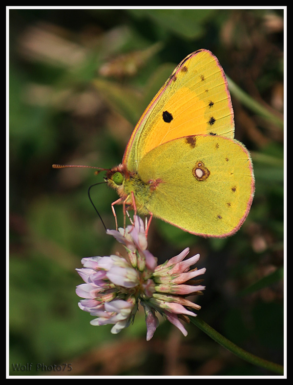 lasciatemi succhiare(Colias crocea)