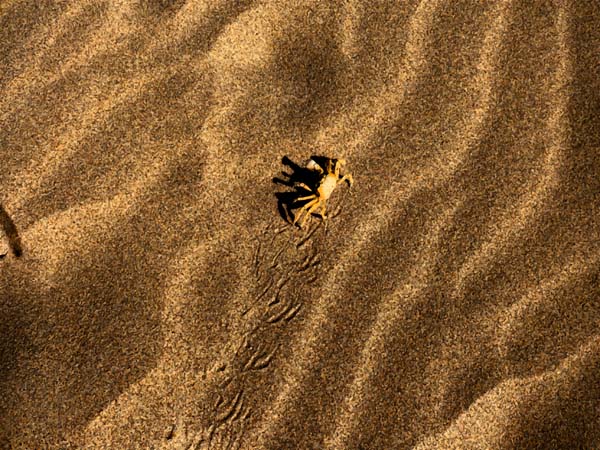 granchietto simpatico