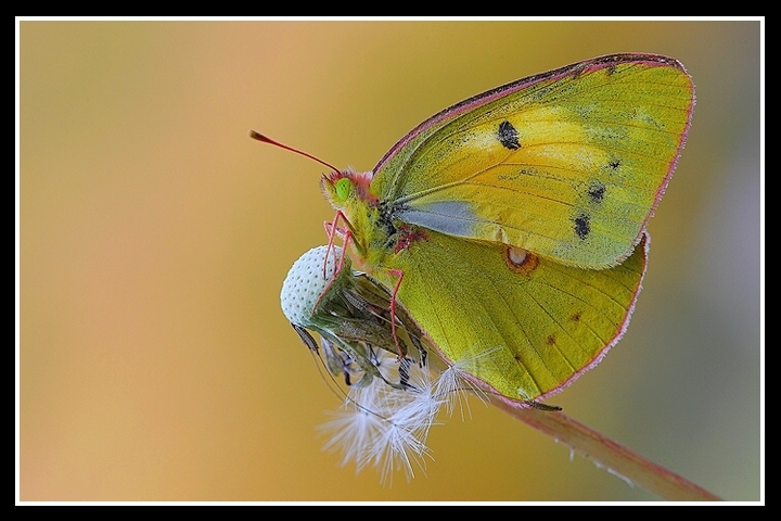 Tanto per non perdere l'abitudine...