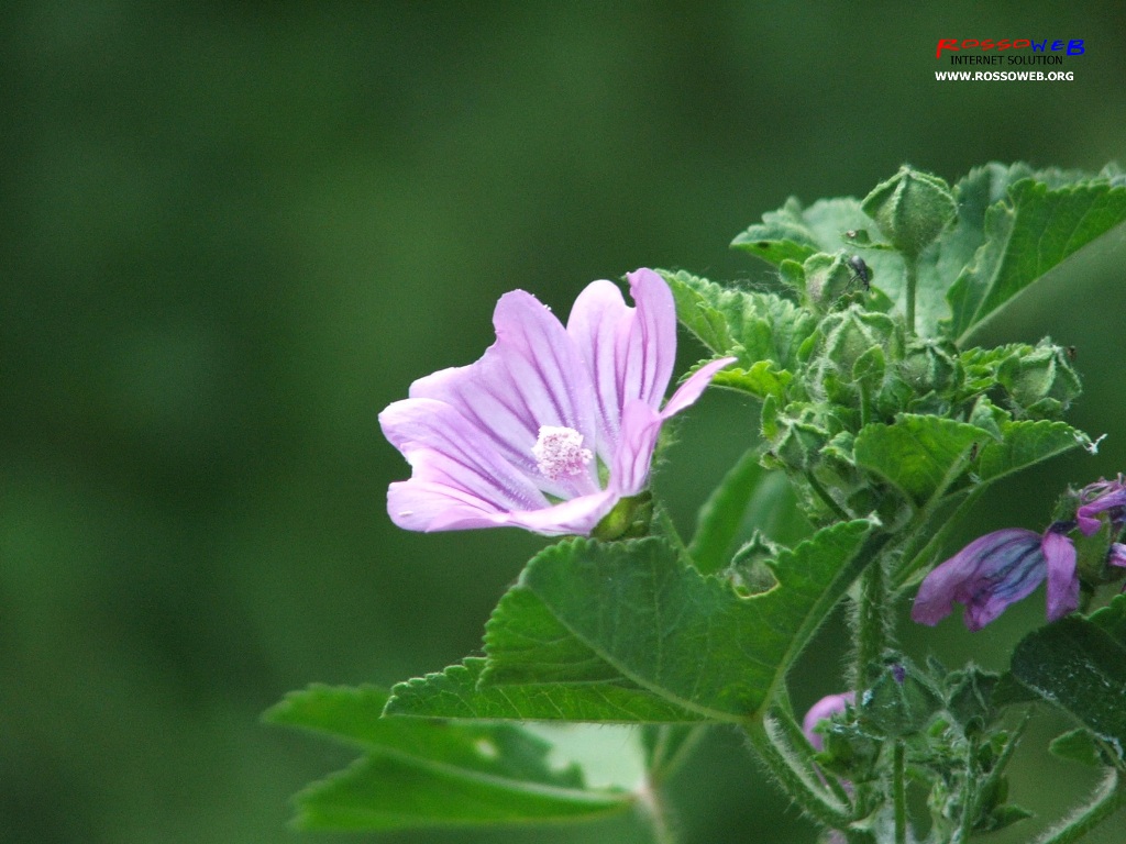 Fiore in primo piano