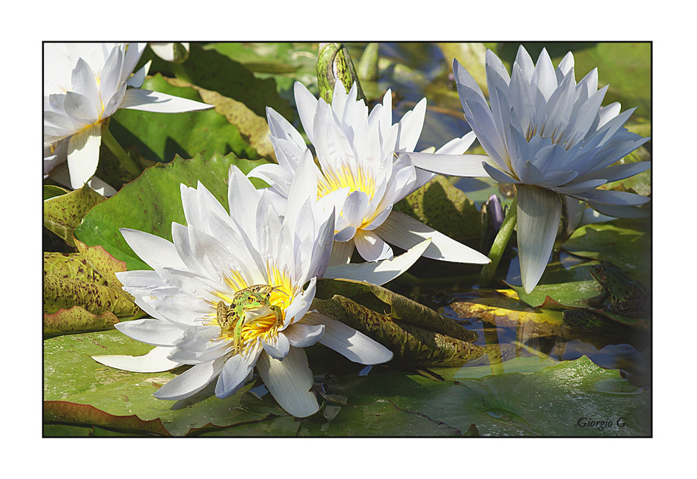 Il principe azzurro....