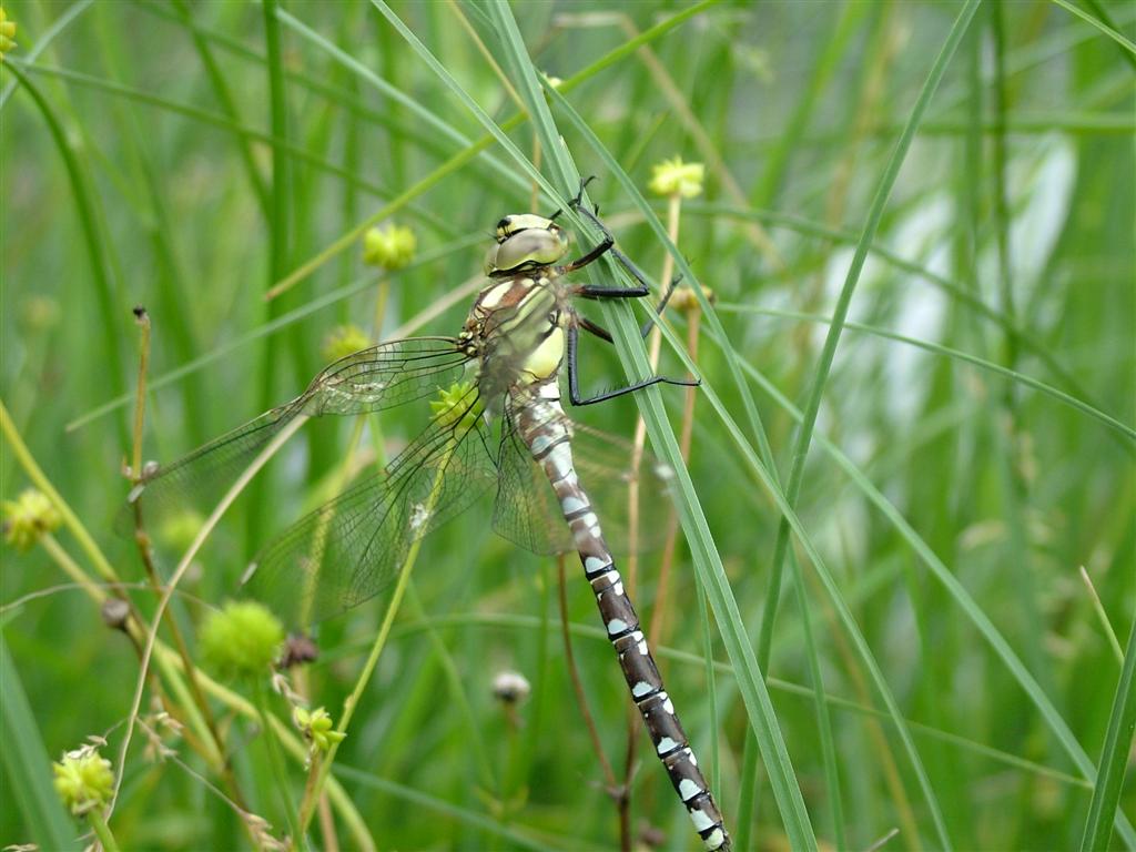 LIBELLULA GIGANTE