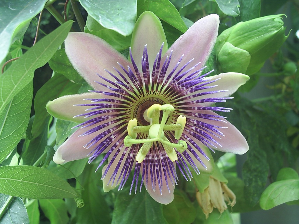 Passiflora