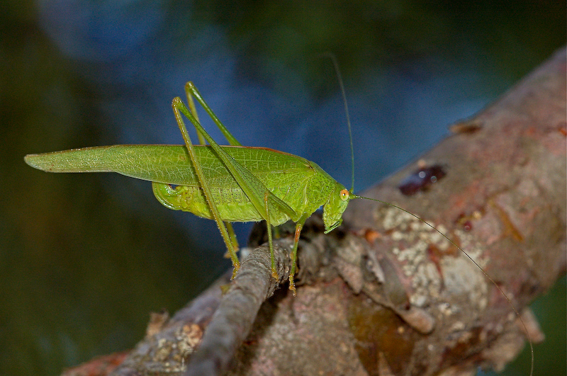 Tettigonide