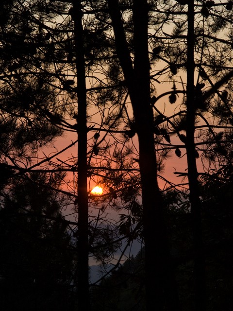 tramonto nel bosco