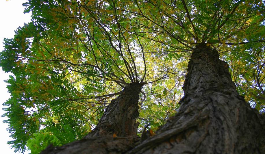 Le torri gemelle - the twin towers