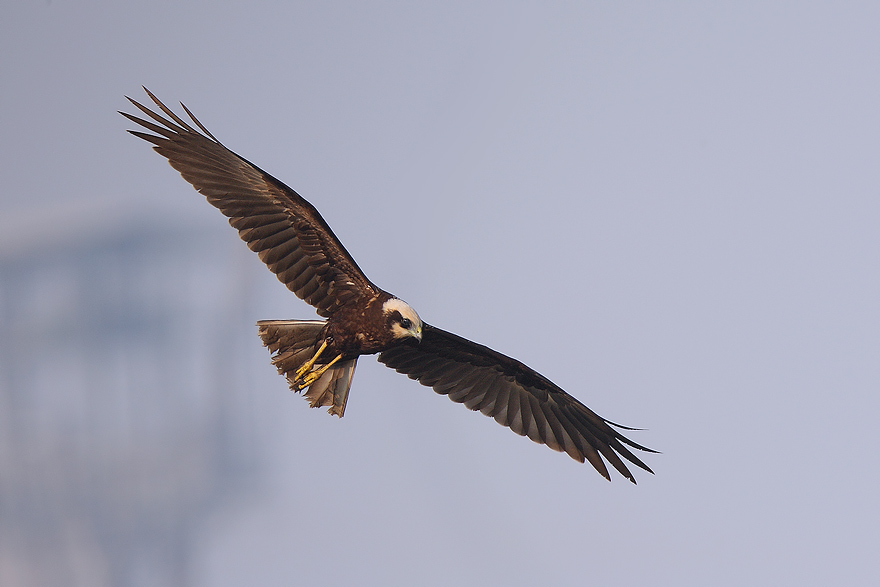 Sua Maest� il Falco di Palude