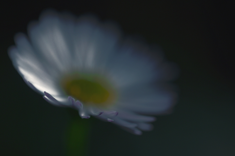 La Sensazione Del Fiore