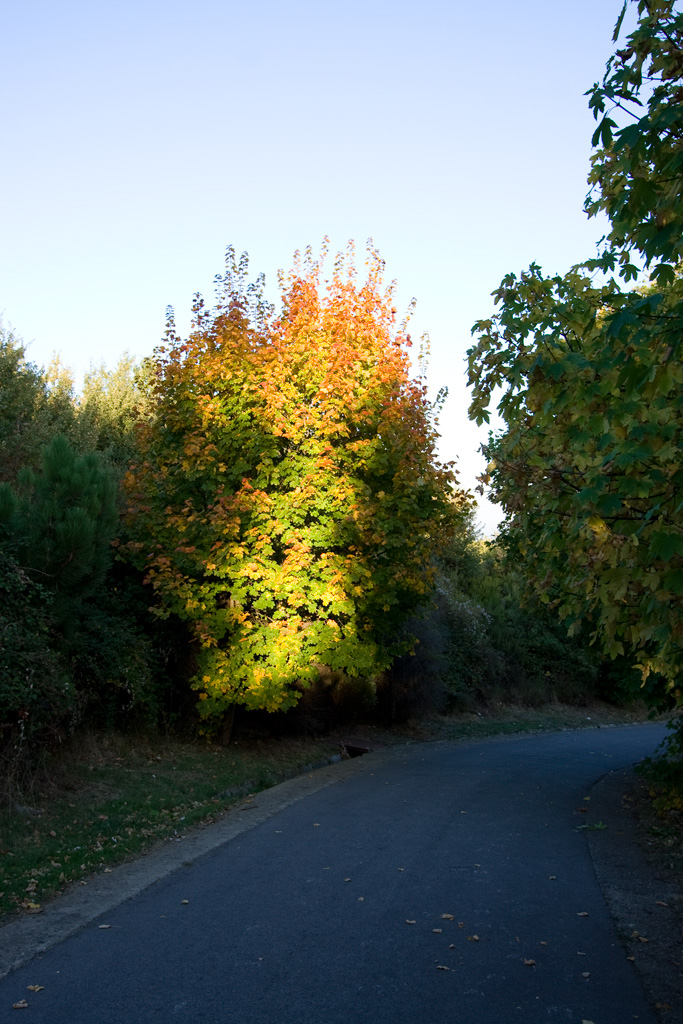 Sole,autunno...colori
