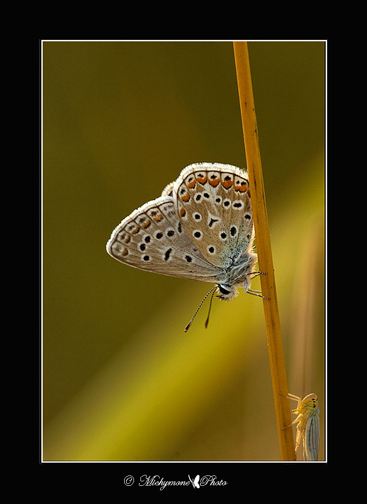 incontro ravvicinato