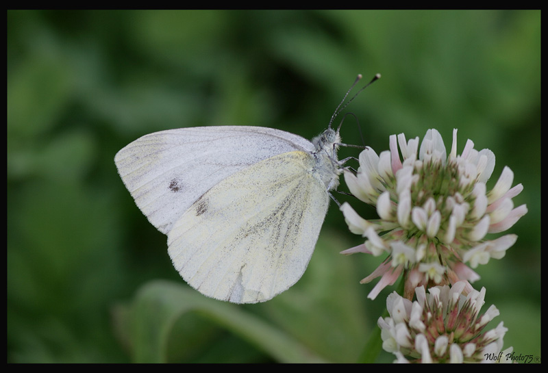 Pieris Brassicae " Cavolaia maggiore"