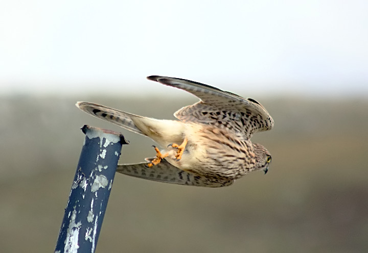 Gheppio in picchiata