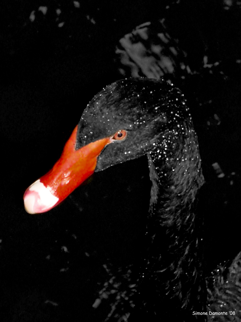 Cigno nero