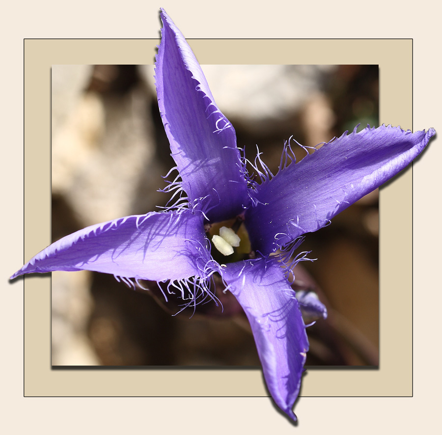 Non sentite il profuno ?