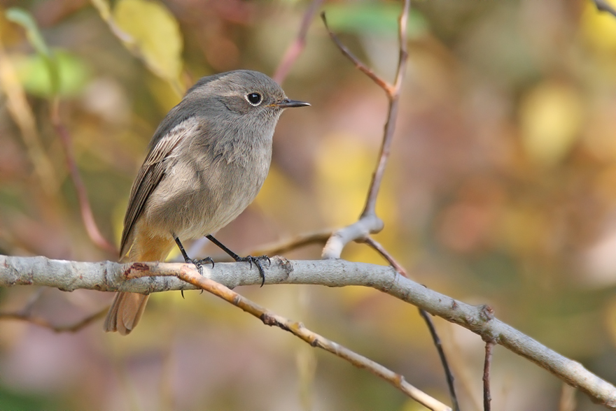 Codirosso infrattato ^_^
