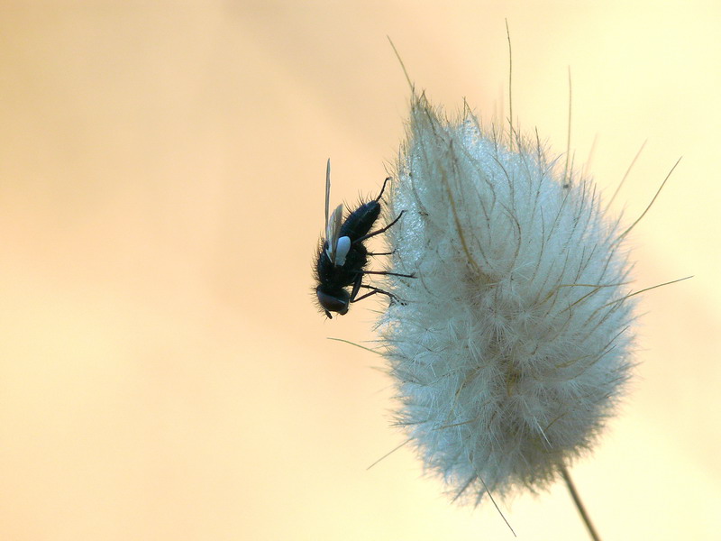 scatto di prima mattina
