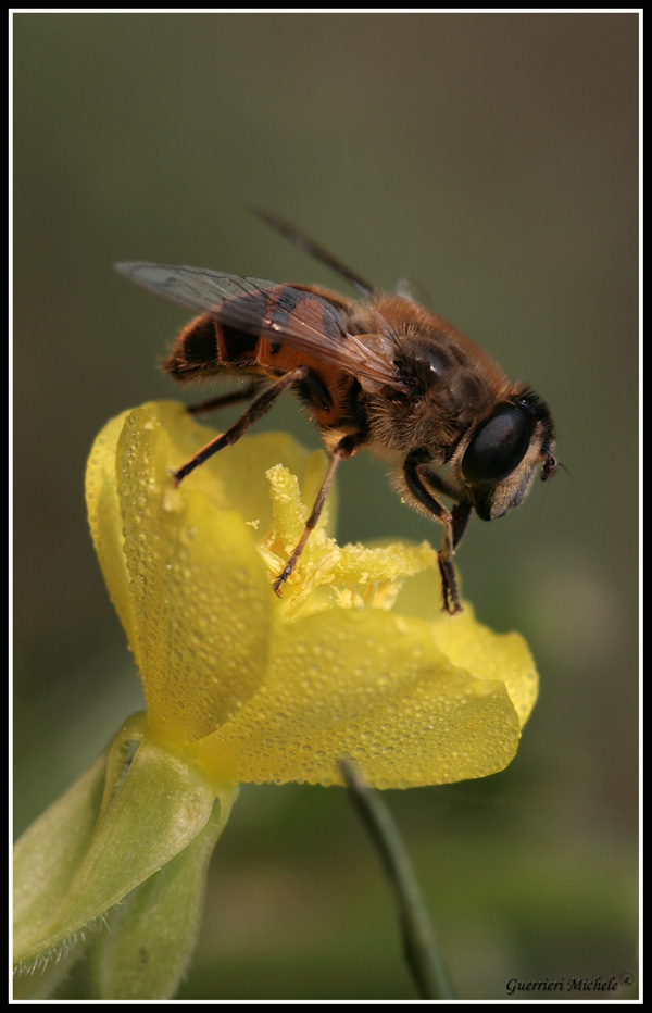 Eristalis thenax su fiore yellow