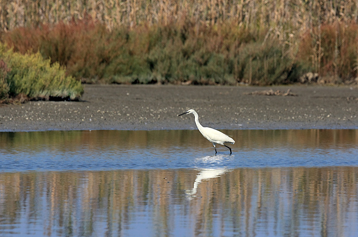 Garzetta nel suo ambiente naturale