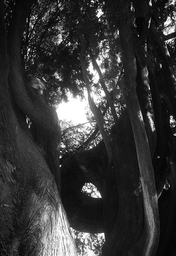 From Teatro di Verdura