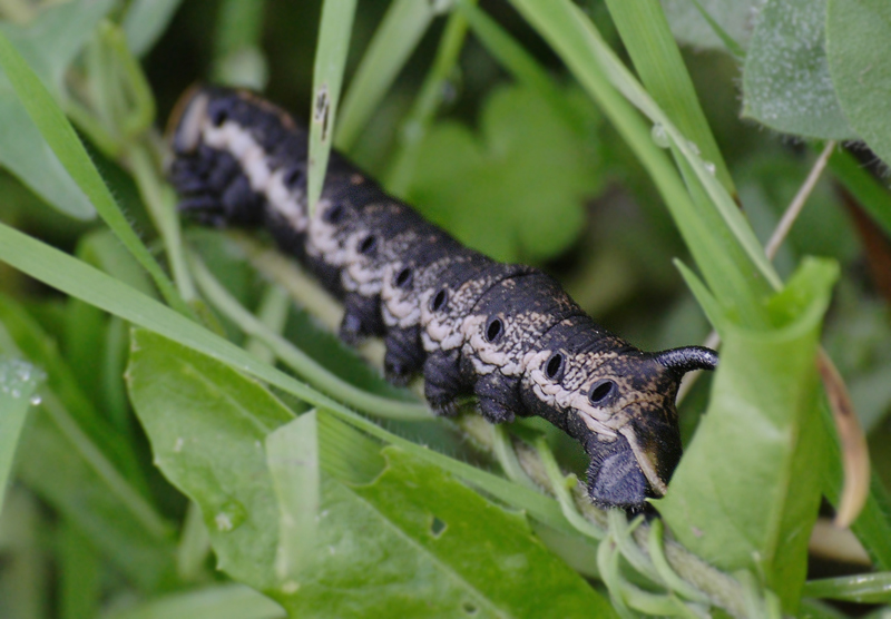 Azz... mi son perso una scarpa