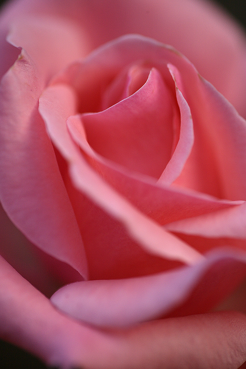 Giocando con i fiori