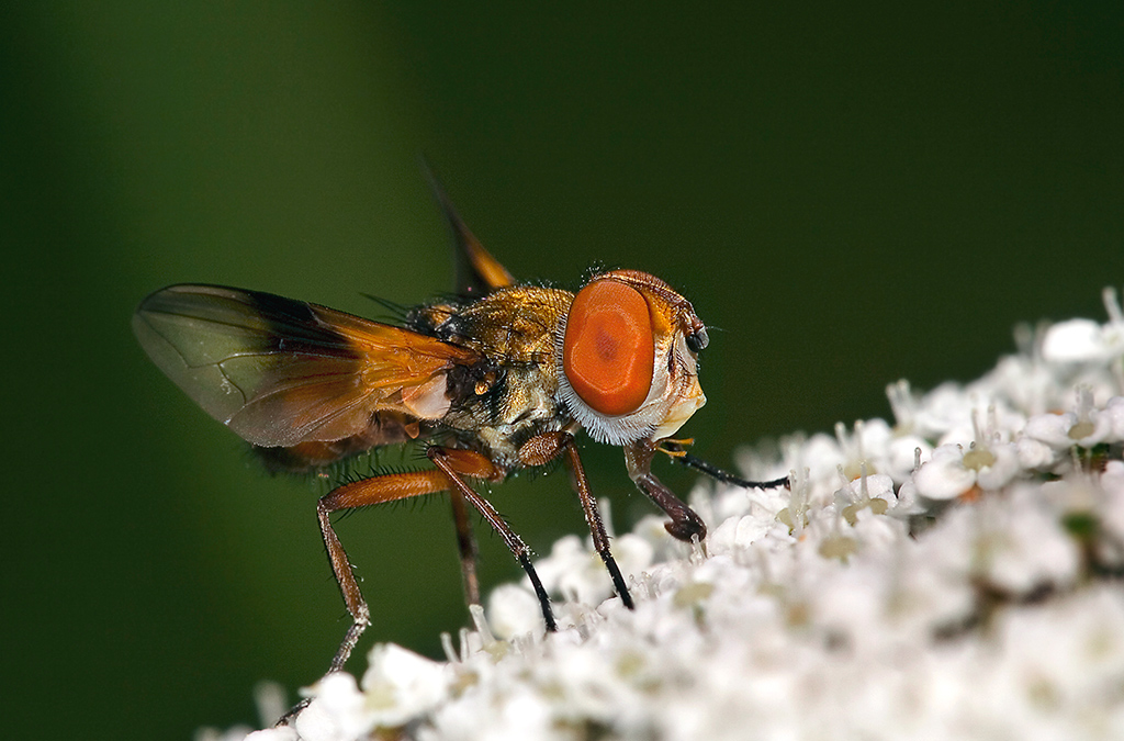 "Moschina" in salita