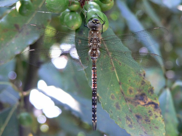 Libellula