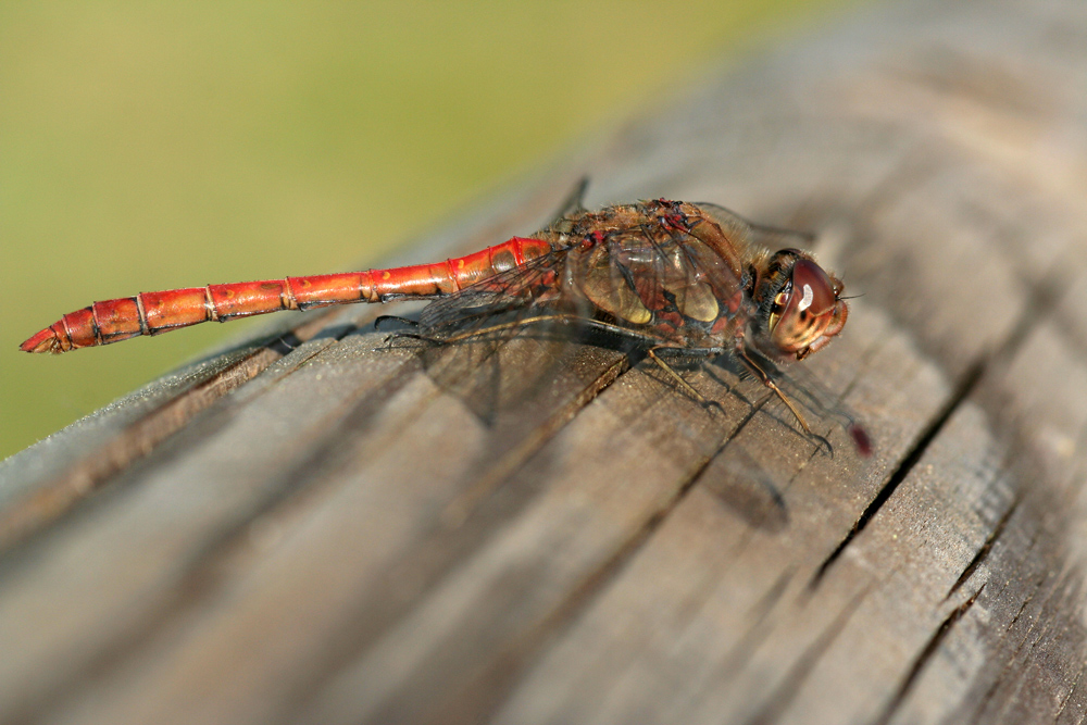primo post con 100 macro