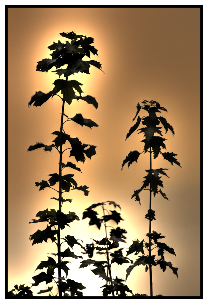 Ultimi raggi solari!!!!