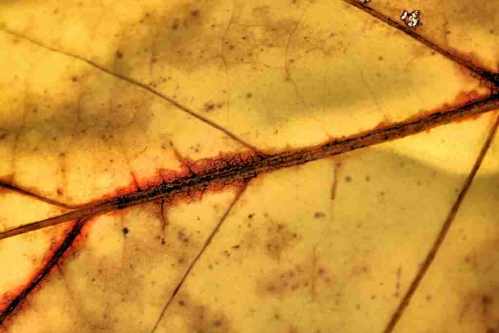 Ssstralcio...di foglia autunnale...[Tiglio]