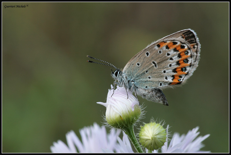 licenide parteseconda