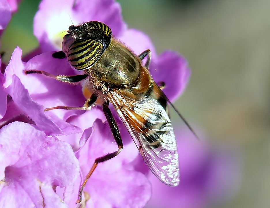 Macchebegliocchioni.....