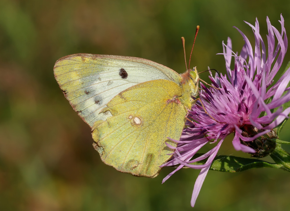 Colias crocea  (famiglia Pieridi)