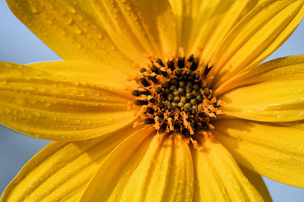 Topinanbour..fiore di tubero commestibile