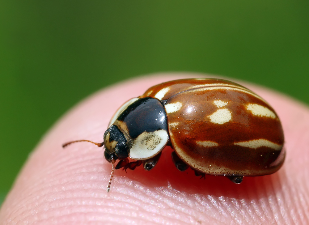 Strana coccinella....