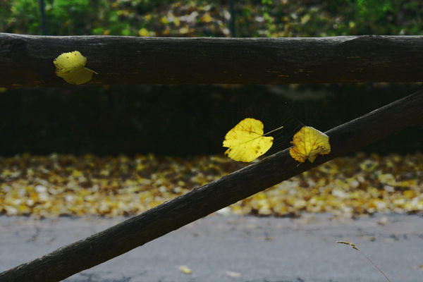 Autumn in...the park