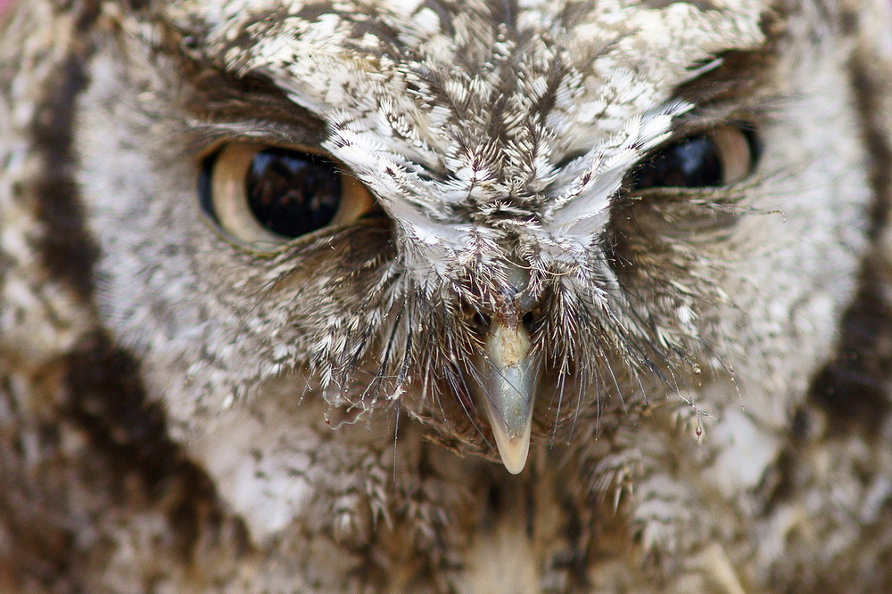 Sguardo cattivello ma simpatico
