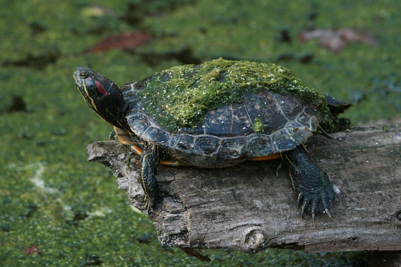 Tartaruga al pesto...
