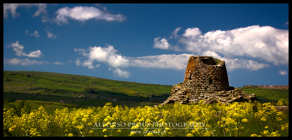 Sardegna in fiore
