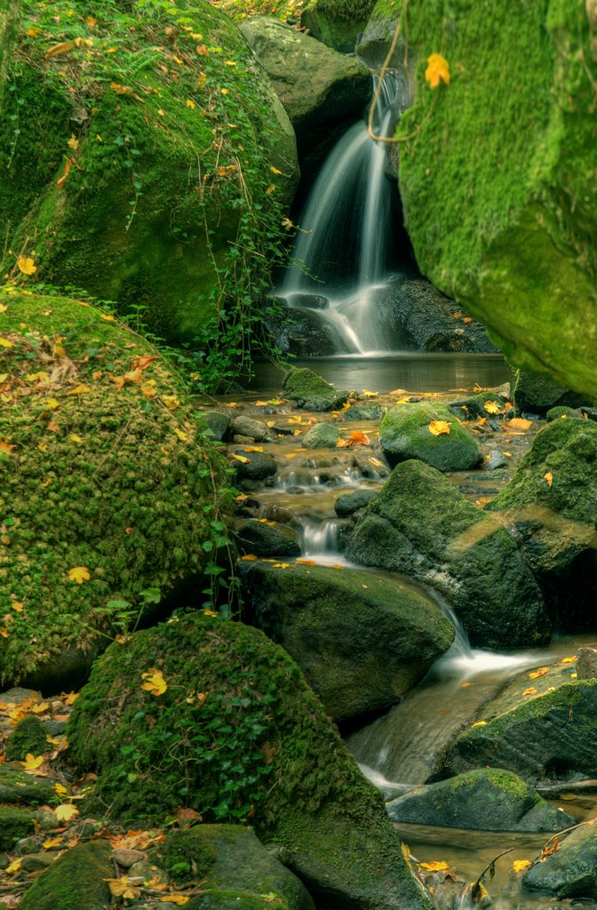 nel bosco a Vivo d'Orcia