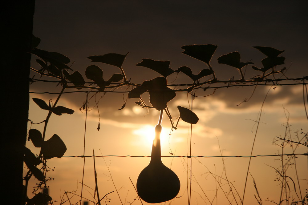 Zucca al tramonto