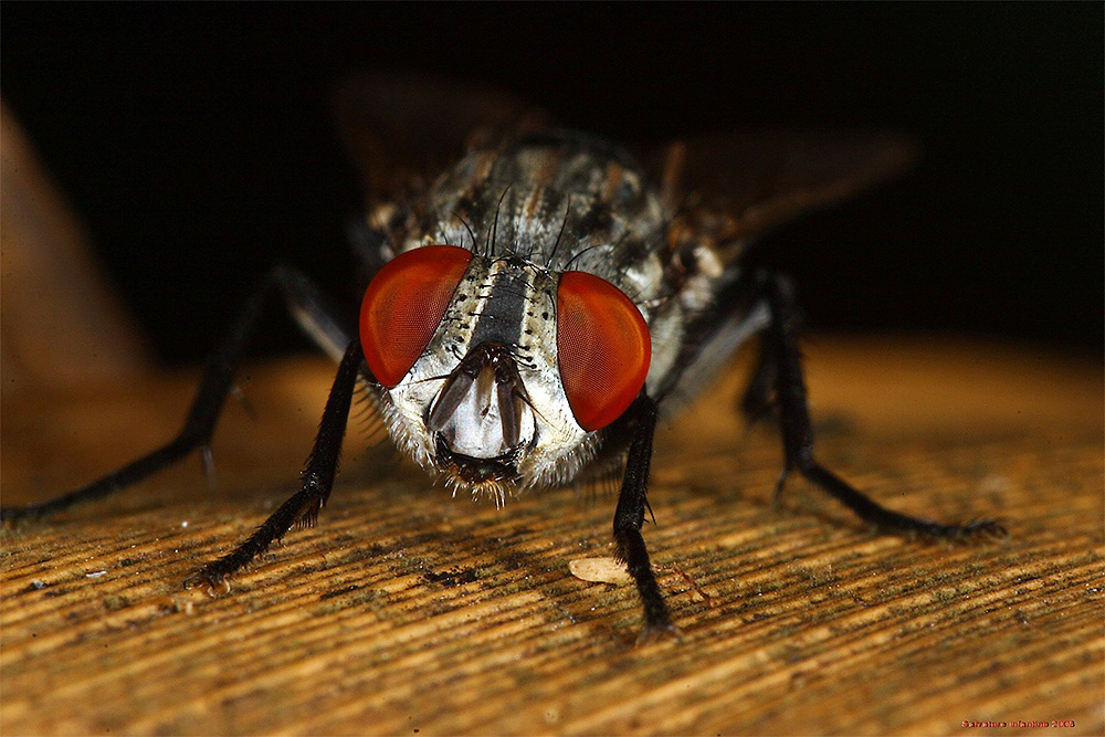 Due Lanterne Rosse !