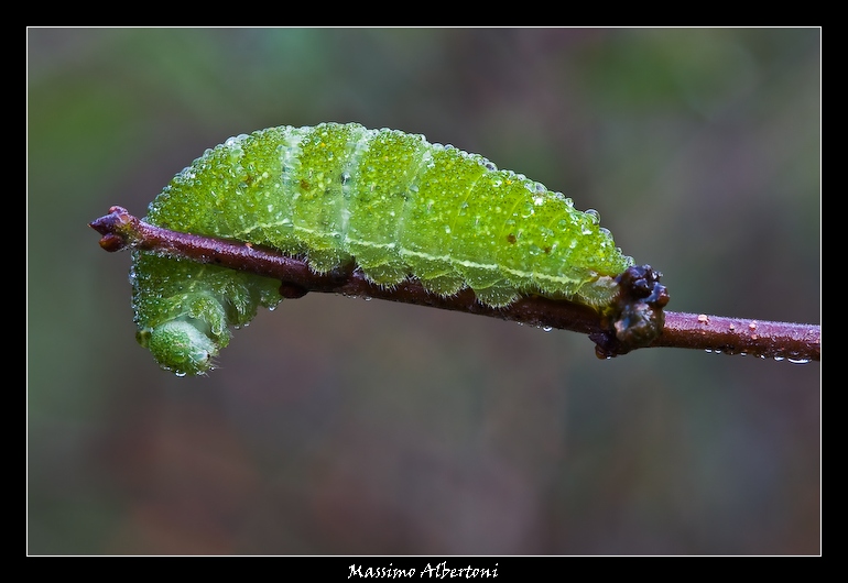 Perdonami, ma mi scappava!
