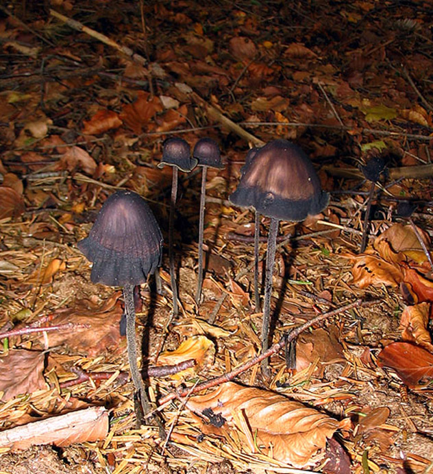 COME ESILI BALLERINE