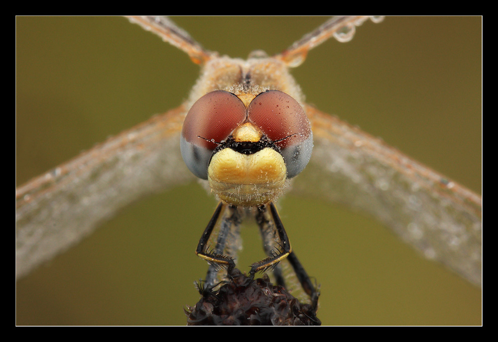 Ritratto sympetrum fonscolombii
